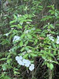 【大分県・日田】して行ける秘境の滝・第一位　桜滝
