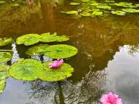Where Spring Hides in Petals – Fletcher Moss Botanical Garden