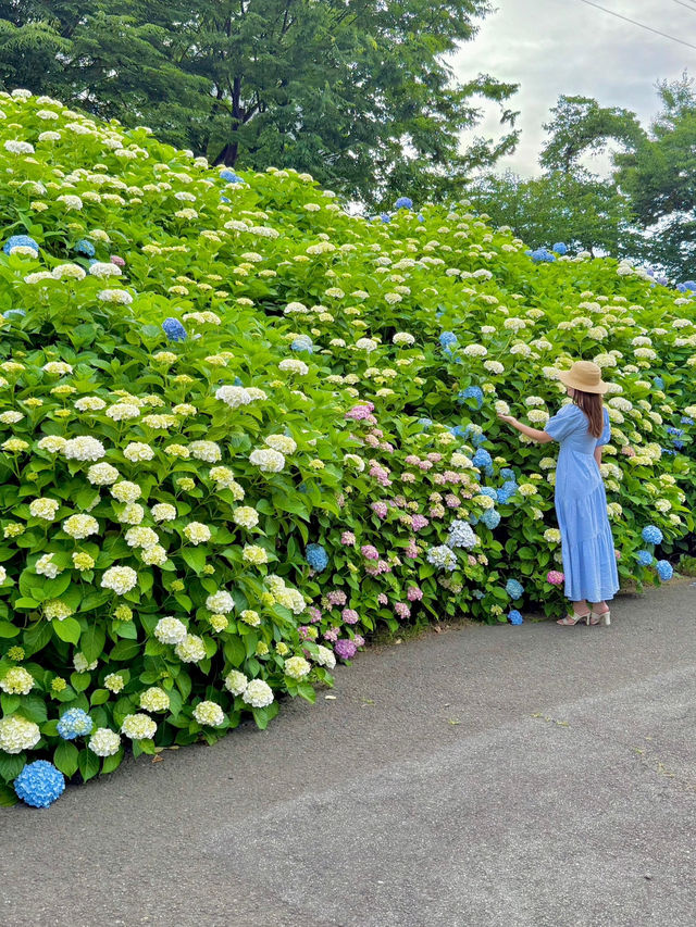 京都 ❤︎ 10,000株を超えるあじさいの小径🩵💜🩷