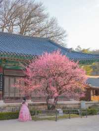 고즈넉한 아름다움 가득 풍기는 통도사 홍매화🌸