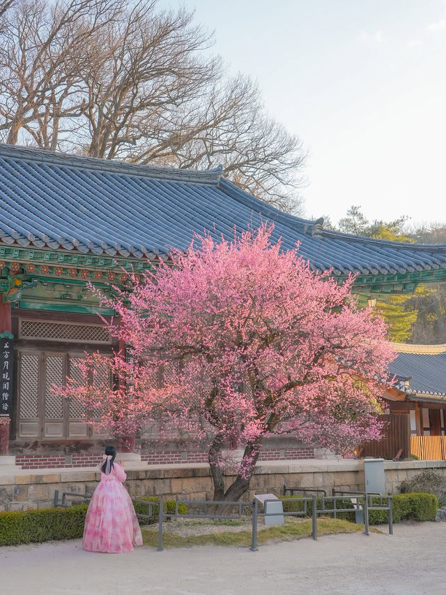 고즈넉한 아름다움 가득 풍기는 통도사 홍매화🌸