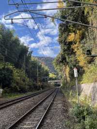 🚋【京都 嵐山】風ごと、景色ごと、心を運ぶ。「嵯峨野トロッコ列車」で五感の旅へ🍁🌿