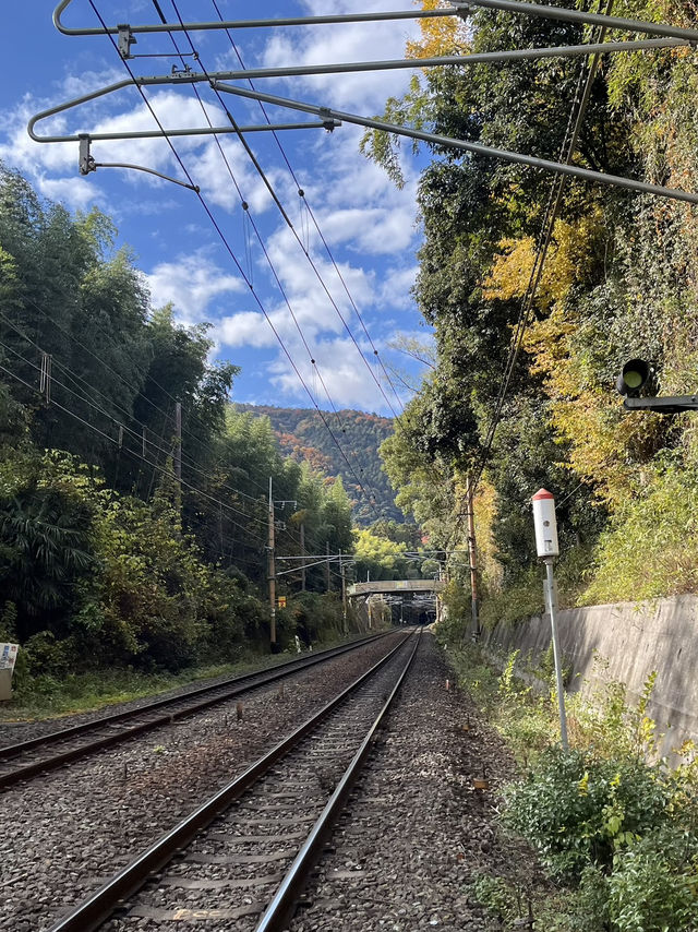 🚋【京都 嵐山】風ごと、景色ごと、心を運ぶ。「嵯峨野トロッコ列車」で五感の旅へ🍁🌿