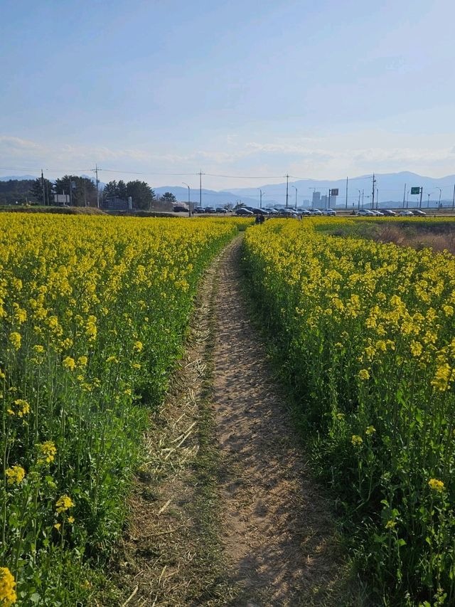 양양 봄날 유채꽃 산책길 추천🌼