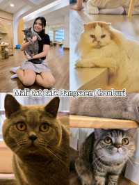 Mali Cat Cafe Bangsaen, Chonburi 
