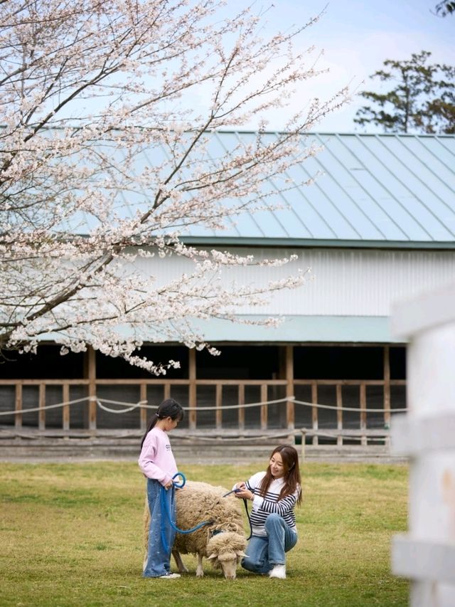 日本親子遊🇯🇵東京近郊，放羊體驗，千本松牧場🐴🐰🐄🐃🐑