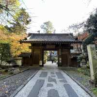 🪾🌳 A Serene Stroll Through 杉参道 (Cedar Avenue to Zuihoden)