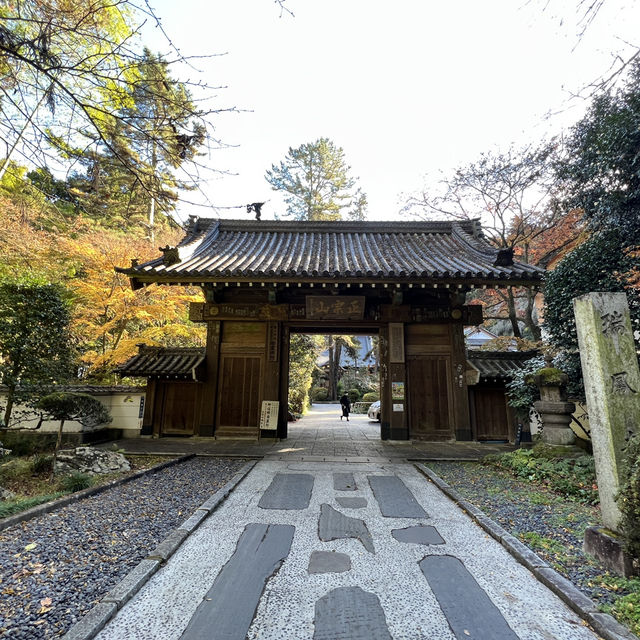 🪾🌳 A Serene Stroll Through 杉参道 (Cedar Avenue to Zuihoden)