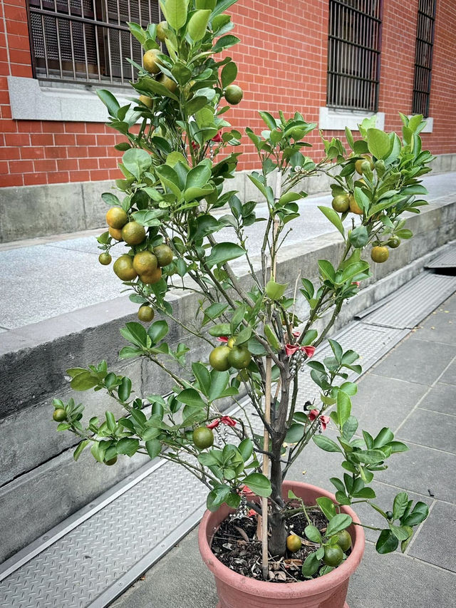 北投行義宮：都市山林中的靜謐祈福之地