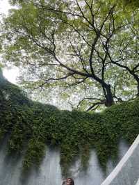 🌿新加坡超夢幻樹洞📸｜福康寧「綠野仙蹤」+ 周邊公園路線全攻略！
