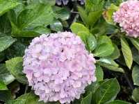 🌸 Blooming Lovely at Flora Park, Cameron Highlands