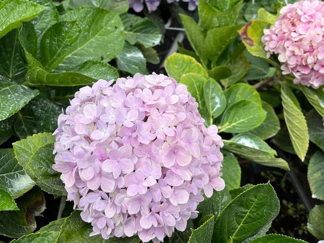 🌸 Blooming Lovely at Flora Park, Cameron Highlands