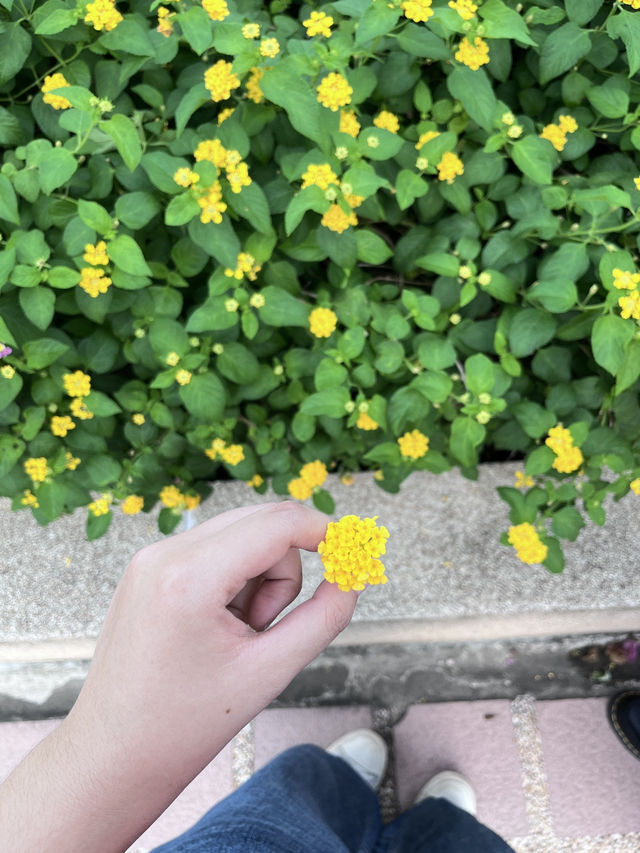🌳☀️ สวนเบญจกิติ — กลางกรุงแต่เหมือนอยู่กลางป่า!