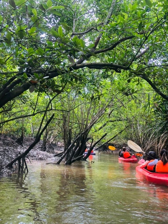 Mangrove Magic: Kayaking the Sepang River 🌿