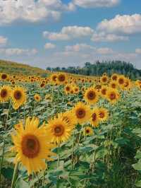 🌻 誤闖梵高的油畫｜芸上梯田向日葵花海指南