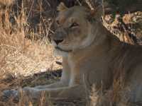 Mjejane bush camp 