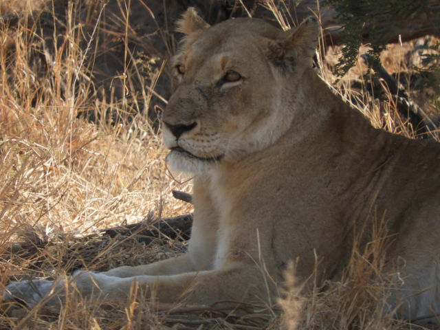 Mjejane bush camp 