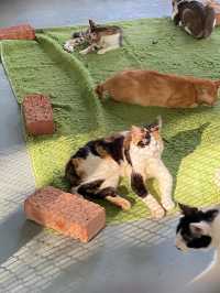 Welcome to the Kingdom of Fluff! 