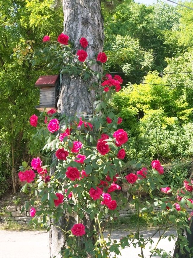 「愛の町」シグナギでのんびり街歩き🌹
