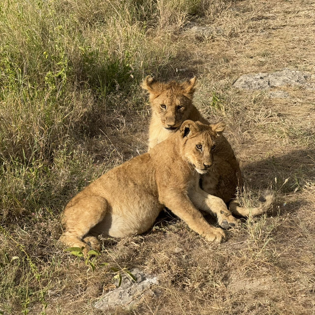 인생에 한번쯤은 세렝게티 여행🦁