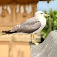 Feathered Spirits & Ocean Whispers: A Summer Pilgrimage to Kabushima Shrine