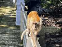 Setiawan in a Day: From Heritage to Mangrove Mischief