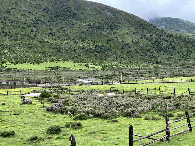 🌈 Kangding’s Muya Holy Land – Where Summer Brings Snow & Rainbows ❄️🐾