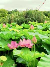 Ueno Park: A Cultural Stroll Through Tokyo’s Green Heart