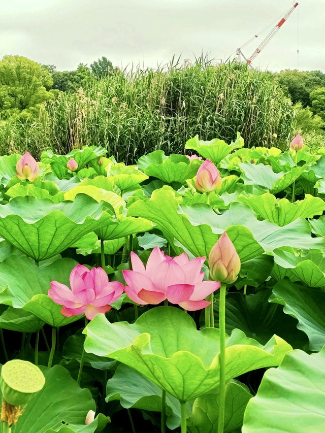 Ueno Park: A Cultural Stroll Through Tokyo’s Green Heart