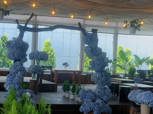 Jeju’s Hidden Gem: Boromwat’s Stunning Hydrangeas 