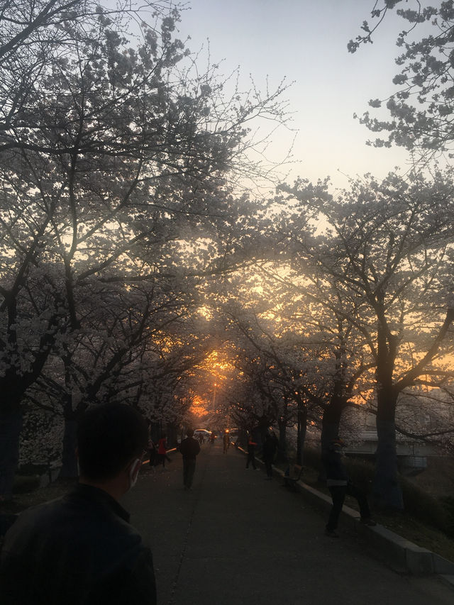 성내천의 봄