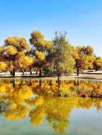 Golden Trees & Desert Vibes. Ejin Banner Totally Blew My Mind
