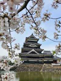 matsumoto ช่วง sakura
