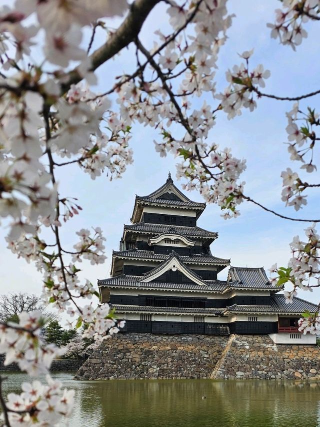 matsumoto ช่วง sakura