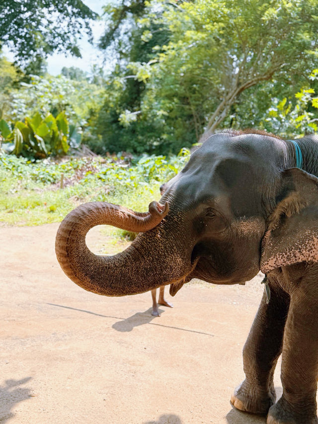 斯里蘭卡必去景點 🐘