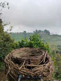 A Sip of Bali’s Soul: Tea & Coffee Tasting at the Plantation