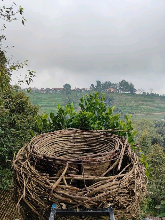 A Sip of Bali’s Soul: Tea & Coffee Tasting at the Plantation