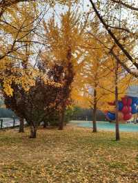 Autumn Splendor at Chaoyang Park