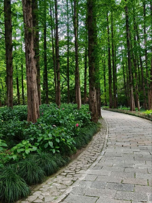 West Lake – The Living Scroll of Hangzhou