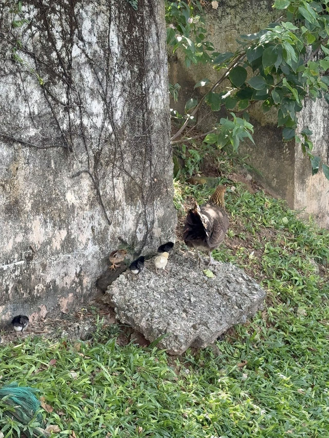 Wandering Through Everton Park: Where Roosters Roam And Shophouses Glow