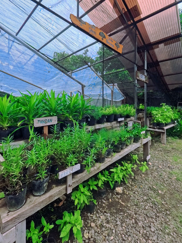 Bee Farm My Sweet Escape in Bohol 🐝