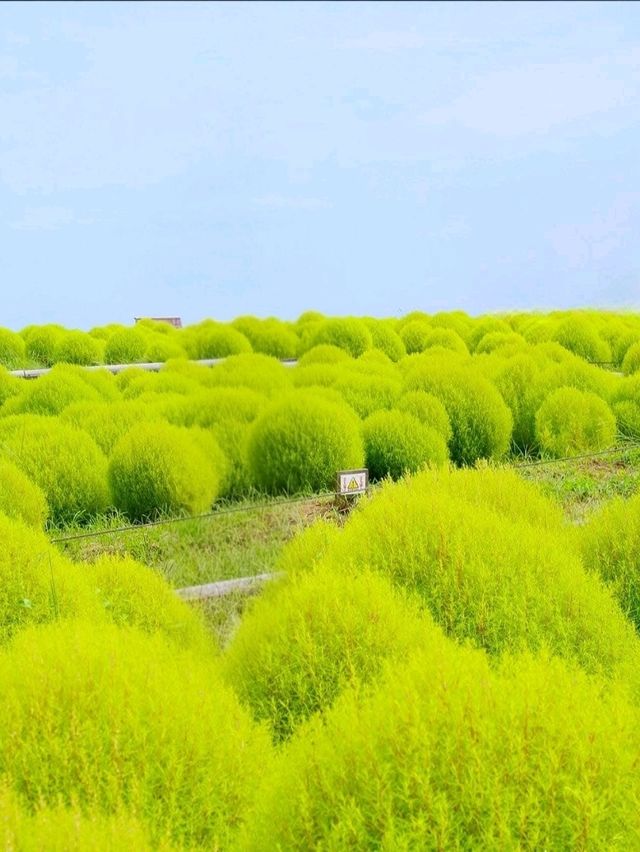 Colors of the Wind at Hitachi Seaside Park – Japan