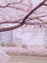흩날리는 벚꽃잎을 보며
