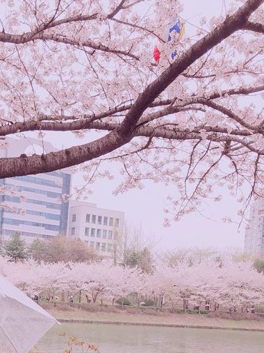 흩날리는 벚꽃잎을 보며