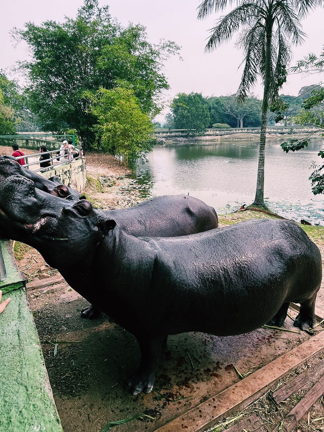 静寂と野生の楽園！パヤ・インダ・パークで癒しのデイトリップ🦛🌿