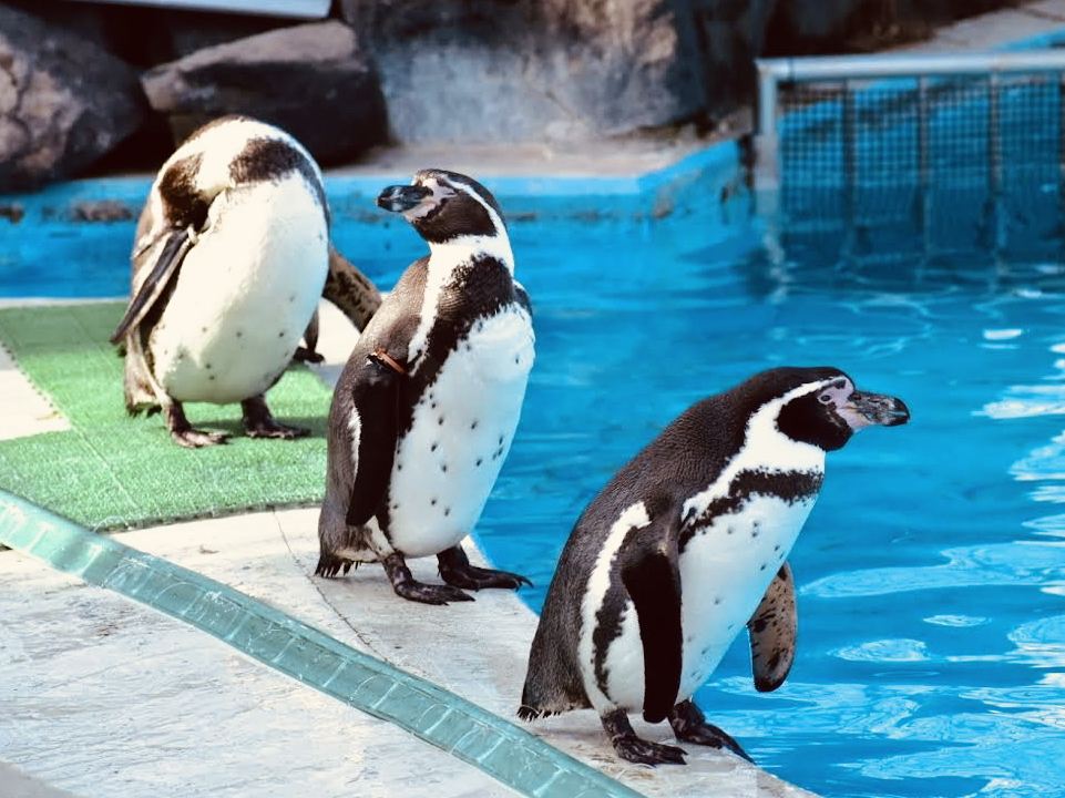 秋田市大森山動物園（またはミルヴェ） | Trip.com 秋田市