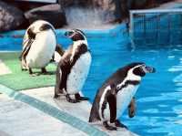 Akita City Omoriyama Zoo or Milve