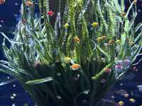 หลบร้อนจาก fun park มา Aquarium @ Vinwonder