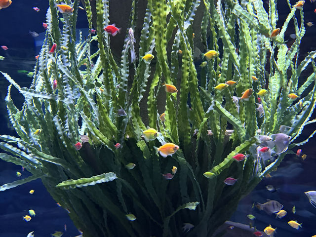 หลบร้อนจาก fun park มา Aquarium @ Vinwonder