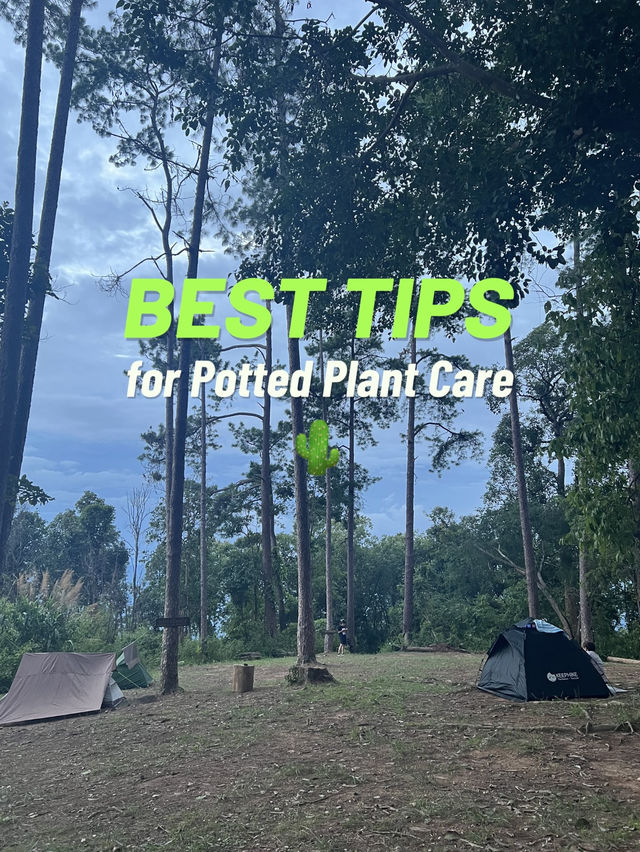 ลานกางเต็นท์ ย.2 ดอยขุนตาล ลานกางเต็นท์ ย.2 ดอยขุนตาล